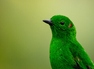 Glistening green Tanager