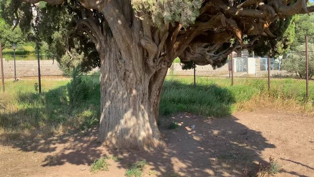 Portrait of Cypress green tree shadow on ground in sunny day
Old ancient historical traditional natural nature landmark in middle east Cedar tree holy monument for religion Persian people tie faith