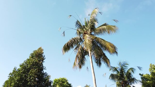 Yellow Coconut Palm Tree Waving in the Blue Sky of Bali Indonesia, Sidemen Village