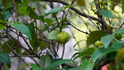 The pitanga tree, scientifically known as Eugenia uniflora, is a tropical and subtropical evergreen tree or shrub that is native to South America, particularly Brazil. 
