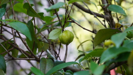 The pitanga tree, scientifically known as Eugenia uniflora, is a tropical and subtropical evergreen tree or shrub that is native to South America, particularly Brazil. 