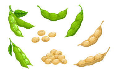 Obraz na płótnie Canvas Raw soy, soybeans pods isolated vector set. Green fresh and dry bean husk with seeds and leaves, soya natural vegetable plant. Healthy food cartoon soybeans, organic veggies, harvest