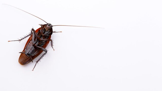 ゴキブリの白背景4K動画