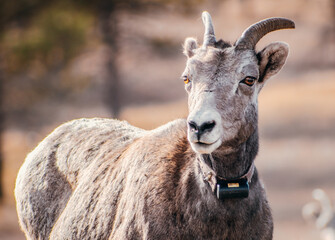 portrait of a goat