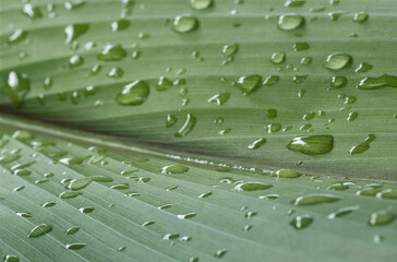 water drops  on  leaf  background 2