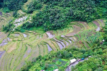 Bird's eye drone shot over the rice terraces of Banaue in the Philippines, surrounded by trees and bushes.