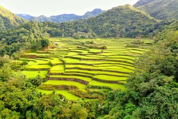 Panorama drone shot over the rice terraces of Banaue in the Philippines, surrounded by green hills covered with trees.
