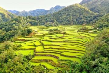 Panorama drone shot over the rice terraces of Banaue in the Philippines, surrounded by green hills covered with trees.