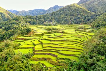 Panorama drone shot over the rice terraces of Banaue in the Philippines, surrounded by green hills...