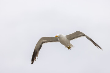 Fototapeta premium Seagull in flight.