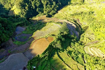 Bird's eye drone shot over the rice terraces of Banaue in the Philippines, surrounded by trees and bushes.