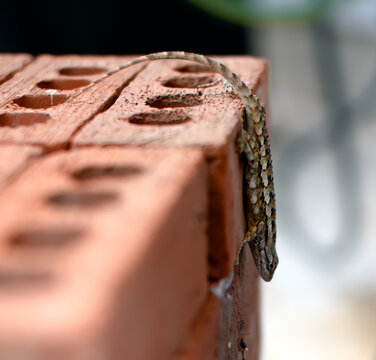 Eastern fence lizard (sceloporus undulatus) basking on warm bricks in the sun.