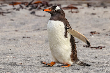 Newmans Station, Falkland Islands, UK