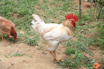 Rooster and chicken in free range farm