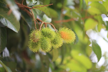 Rambutan grown in tropical forest 
