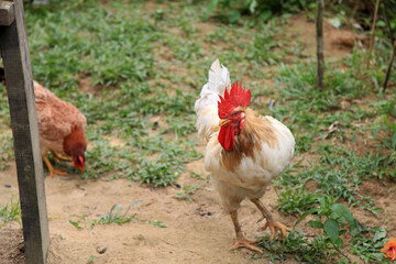 Free range chicken in the farm