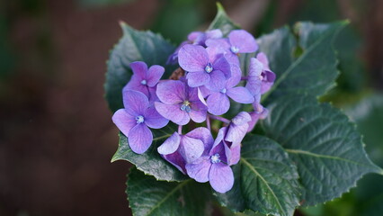 flower in the garden