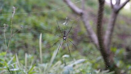 Nephila pilipes|Nephila kuhli |人面蜘蛛|斑絡新婦