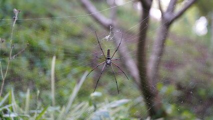 Nephila pilipes|Nephila kuhli |人面蜘蛛|斑絡新婦
