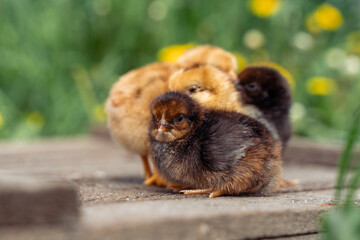 Newborn tiny chickens stand basking in the sun, standing on wooden boards.