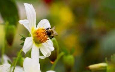 Dahlia flower head with honey bee on it with defocused background. Copy space