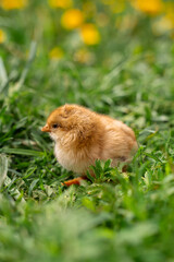 Tiny beige chick in green grass, yellow flowers in the background.