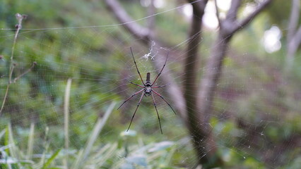 Nephila pilipes|Nephila kuhli |人面蜘蛛|斑絡新婦