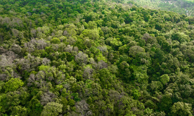 Obraz premium aerial view of dark green forest Abundant natural ecosystems of rainforest. Concept of nature forest preservation and reforestation.