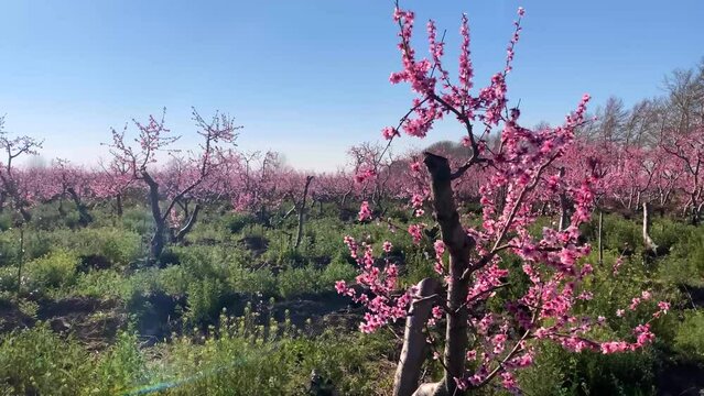Blossoming peach tree branches. Spring peach garden 4k
peach blossom forest in spring moving shot blue sky background wild grass red fresh blossom blooming peach tree hazy day middle east agriculture