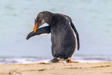Newmans Station, Falkland Islands, UK