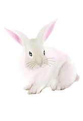 white rabbit watercolor art pet drawing, isolated fluffy hare mammal sketch illustration, adorable furry bunny for happy gift set easter decoration creativity graphic