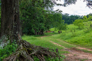 Rural landscape, with trees and horses in the background, in Brazil