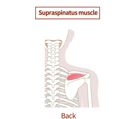Illustration of the anatomy of the Rotator Cuff supraspinatus muscle