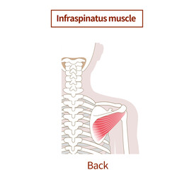 Illustration of the anatomy of the infraspinatus muscle Rotator Cuff