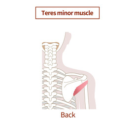 Illustration of the anatomy of the teres minor muscle Rotator Cuff