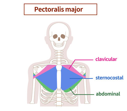 Illustration of the anatomy of the pectoralis major muscle