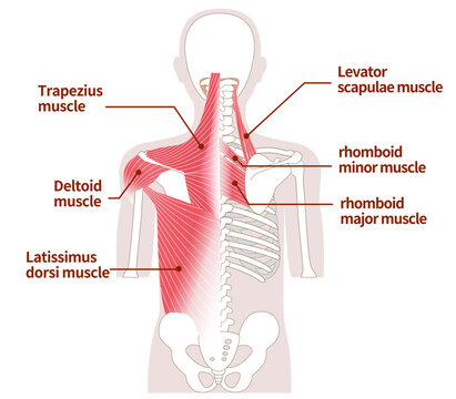 Large muscles in the back of the human body Outer and inner muscles