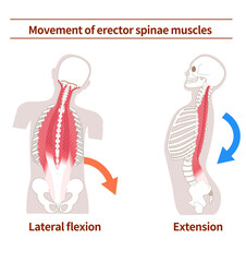 Movement and action of erector spinae muscles