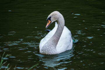 Obraz premium A graceful white swan swimming on a lake with dark water. The white swan is reflected in the water