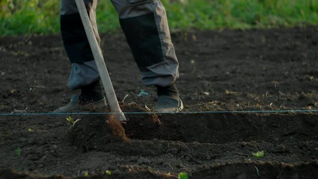 Making garden rows with hoe. Using gardening tools
