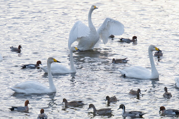 Scenery of a lake with swans that fly to Japan to spend the winter