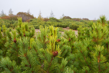 Siberian dwarf pine (Pinus pumila) close up. Cones and green needles. Shallow depth of field and blurry background.