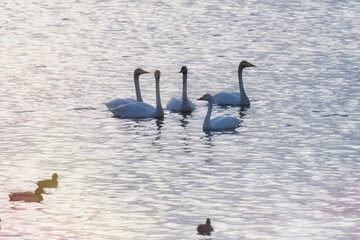 Scenery of a lake with swans that fly to Japan to spend the winter