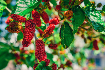 Fruits of black and red mulberry or mulberry tree in the rays of the sun, the first spring berries. sing on branches, garden farming in the Aegean region of Turkey