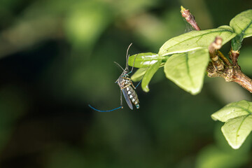 Close up a mosquito hides under green leaf, nature blurred background, macro photos, selective focus, insect Thailand.