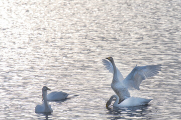 Scenery of a lake with swans that fly to Japan to spend the winter