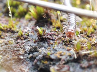 Macro photo of a crawling millipede.