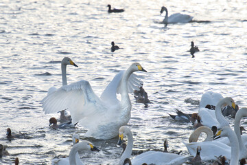 Fototapeta premium Scenery of a lake with swans that fly to Japan to spend the winter