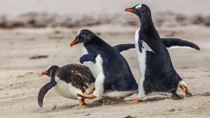 Magdalena Island, Punta Arenas, Chile