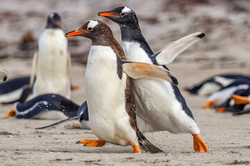 Magdalena Island, Punta Arenas, Chile